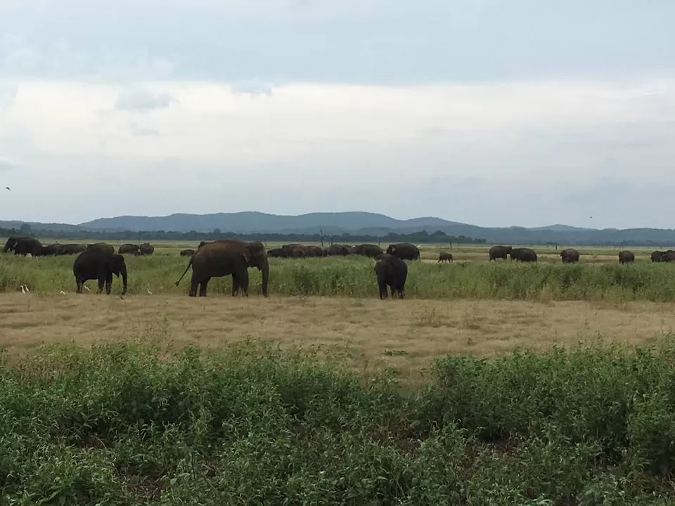 Photo of Kaudulla National Park, Polonnaruwa, North Central Province, Sri Lanka by Mallika Hatimuria