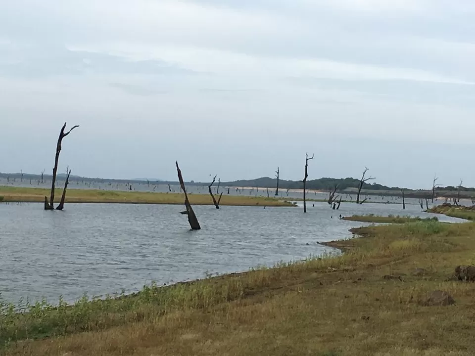 Photo of Kaudulla National Park, Polonnaruwa, North Central Province, Sri Lanka by Mallika Hatimuria