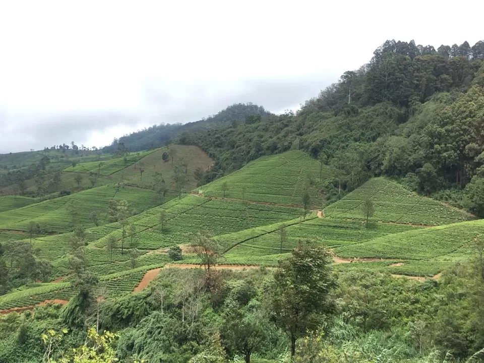 Photo of Nuwara Eliya, Central Province, Sri Lanka by Mallika Hatimuria