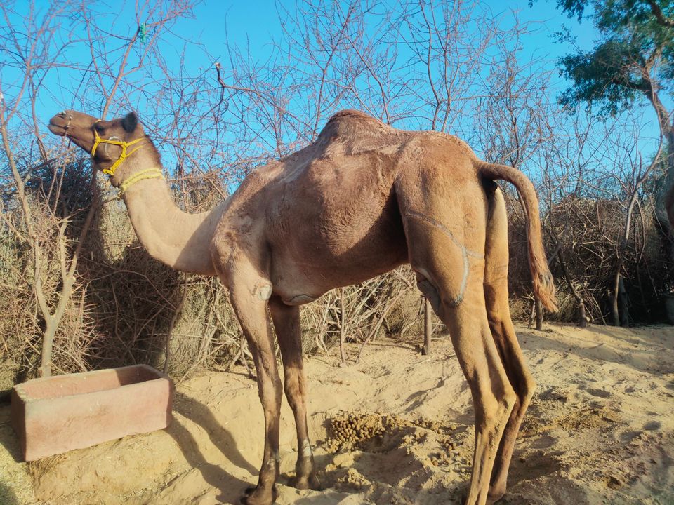 Photo of Rohida Camp Osian by Isha Gupta