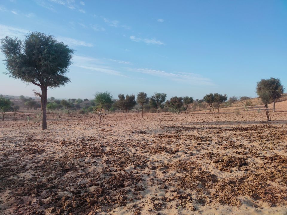 Photo of Rohida Camp Osian by Isha Gupta