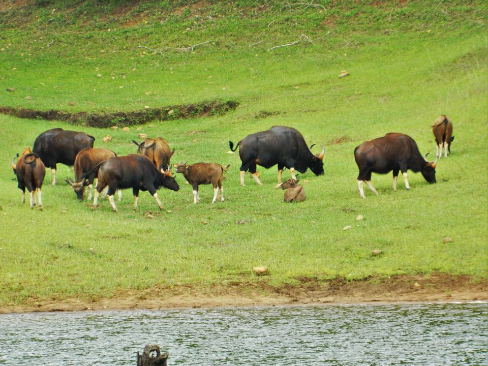 Photo of Visiting Thekkady? 2/2 by Travel Encapsulated