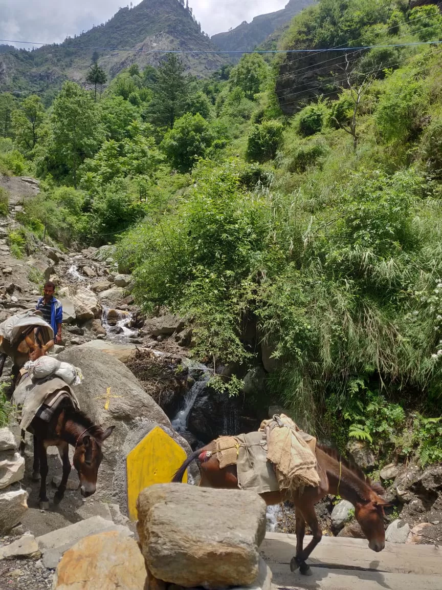 Photo of Himachal Pradesh part:2 #Rasol- A small mystic village by Megha Lohiya