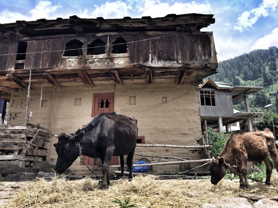 Photo of Prini, Manali, Himachal Pradesh, India by Mahima Agarwal
