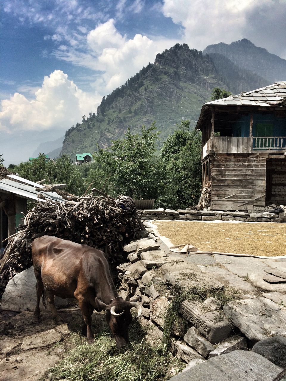 Photo of Prini, Manali, Himachal Pradesh, India by Mahima Agarwal