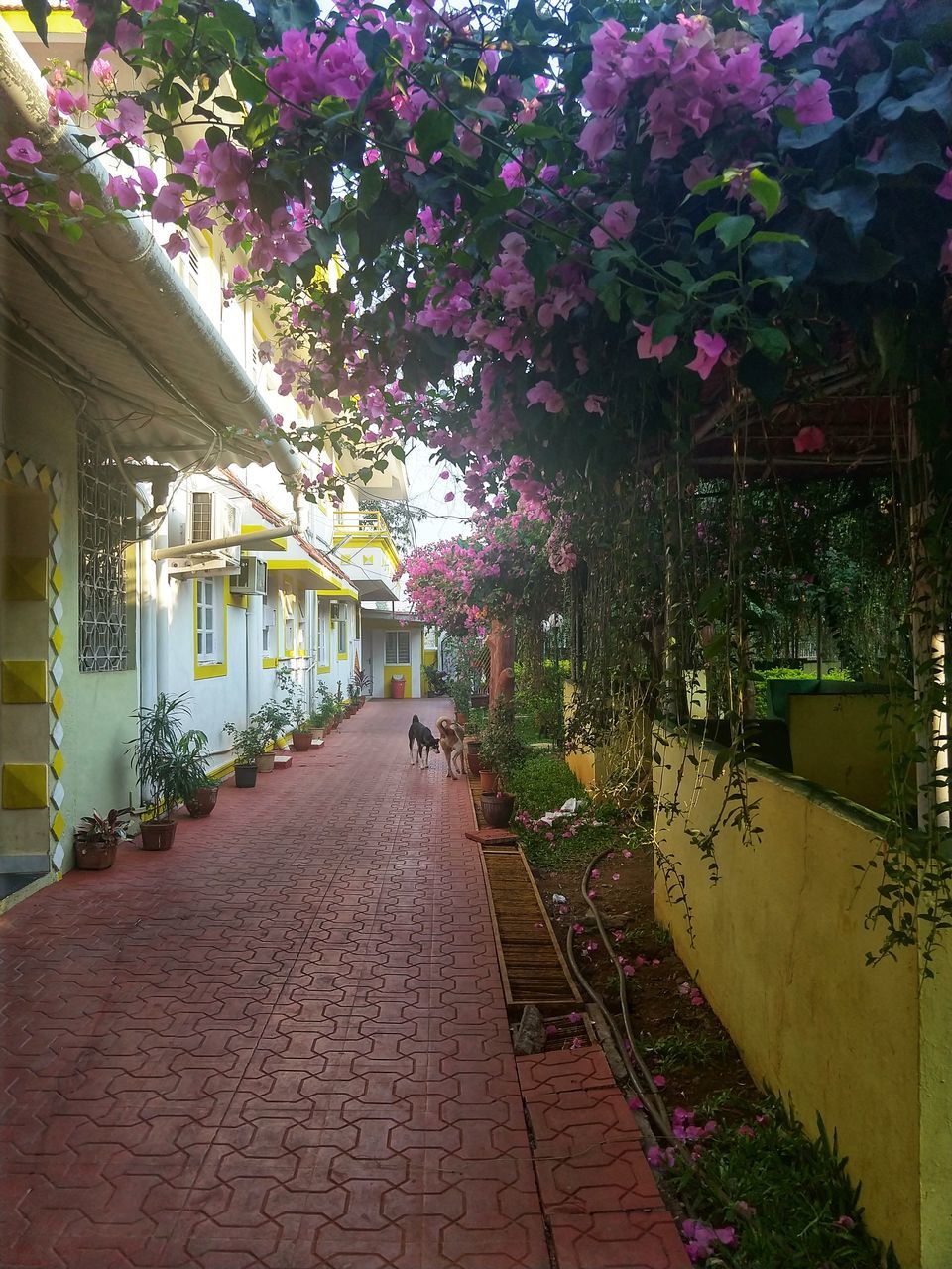 Photo of Mount View Resort, Vajreshwari Road, Vasai-Virar, Maharashtra, India by Dipti Pathare