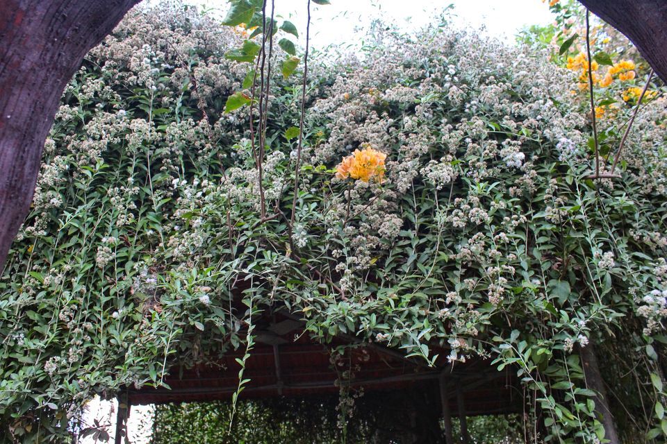 Photo of Mount View Resort, Vajreshwari Road, Vasai-Virar, Maharashtra, India by Dipti Pathare