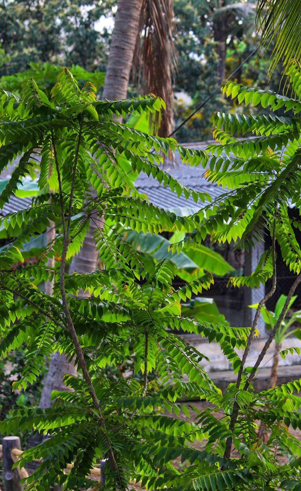 Photo of Weekend Getaway To The Stunning Mount View Resort, Vasai by Dipti Pathare