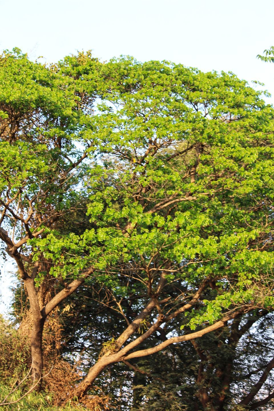 Photo of Weekend Getaway To The Stunning Mount View Resort, Vasai by Dipti Pathare