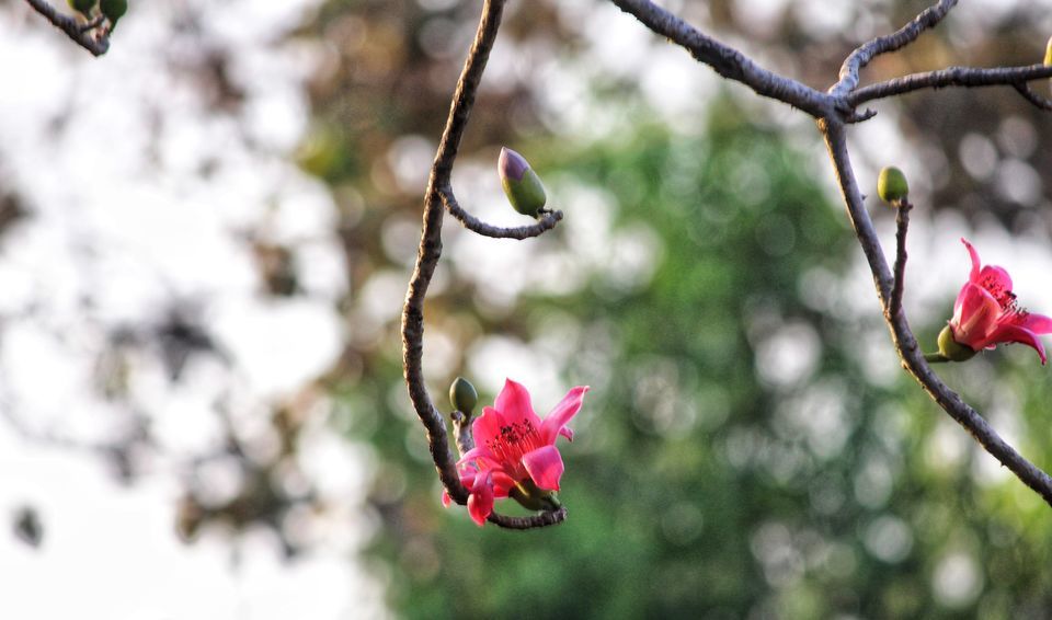 Photo of Weekend Getaway To The Stunning Mount View Resort, Vasai by Dipti Pathare