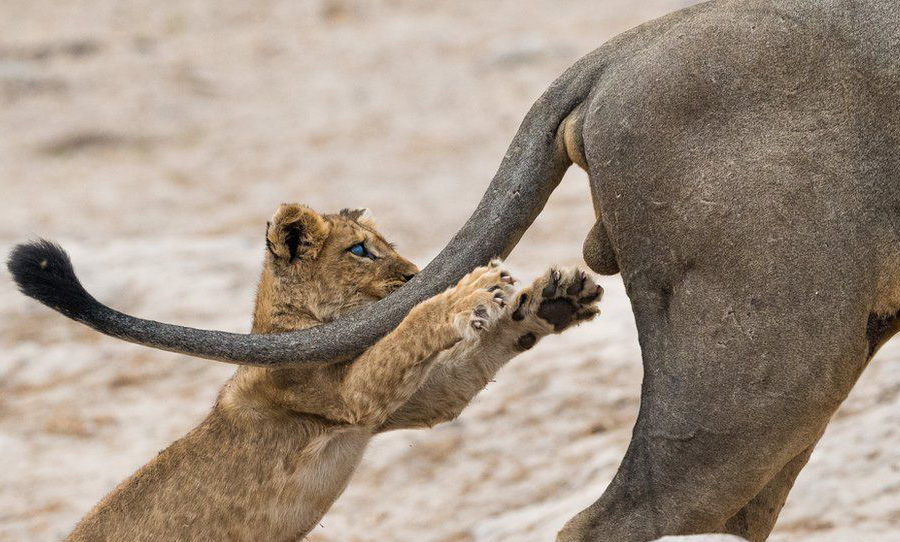Photo of We Can't Stop ROFLing At These Pictures From The Comedy Wildlife Photography Awards 1/10 by Namita Mittal