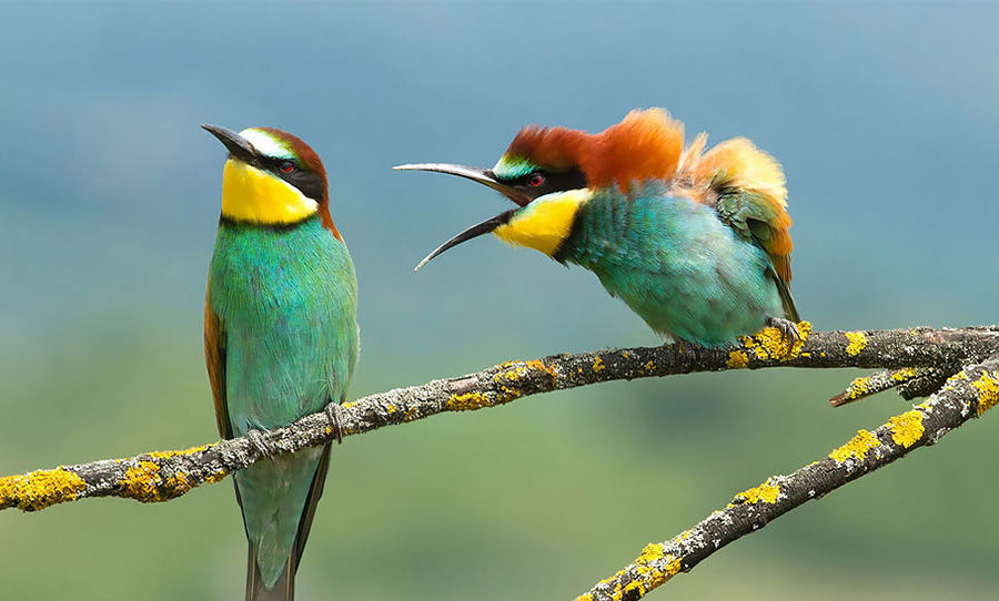 Photo of We Can't Stop ROFLing At These Pictures From The Comedy Wildlife Photography Awards 3/10 by Namita Mittal
