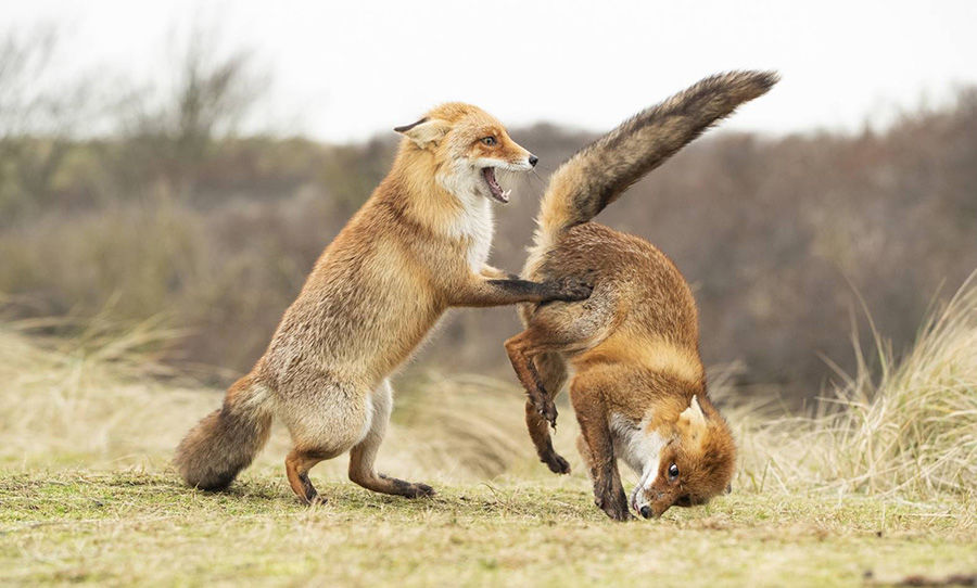 Photo of We Can't Stop ROFLing At These Pictures From The Comedy Wildlife Photography Awards 4/10 by Namita Mittal