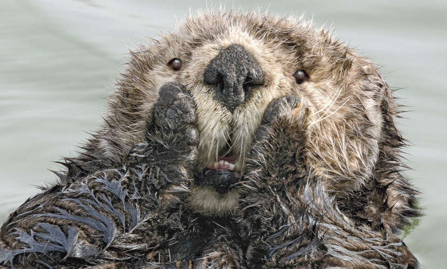 Photo of We Can't Stop ROFLing At These Pictures From The Comedy Wildlife Photography Awards 2/10 by Namita Mittal