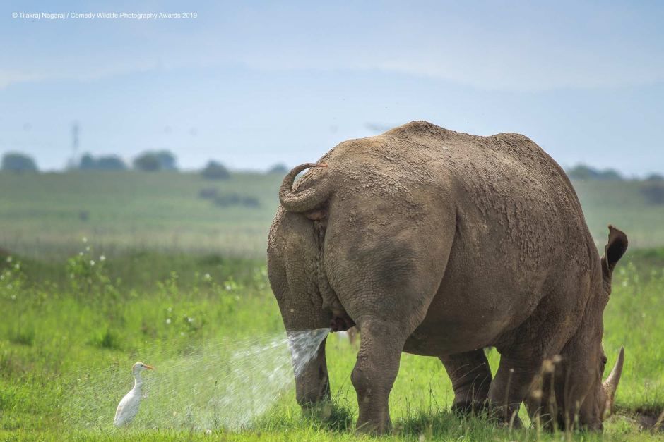 Photo of We Can't Stop ROFLing At These Pictures From The Comedy Wildlife Photography Awards 5/10 by Namita Mittal