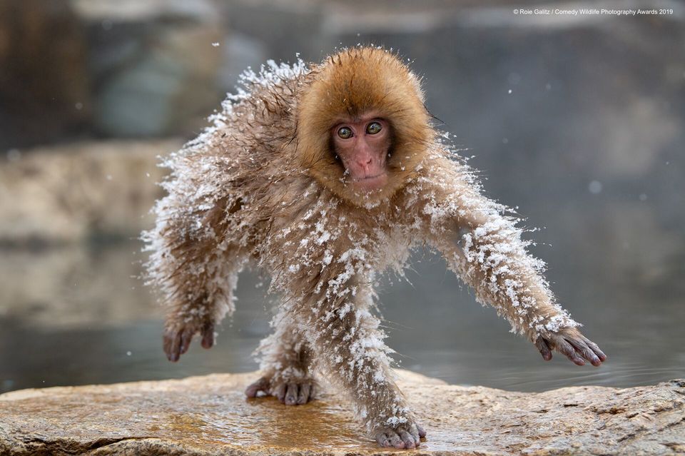 Photo of We Can't Stop ROFLing At These Pictures From The Comedy Wildlife Photography Awards 6/10 by Namita Mittal