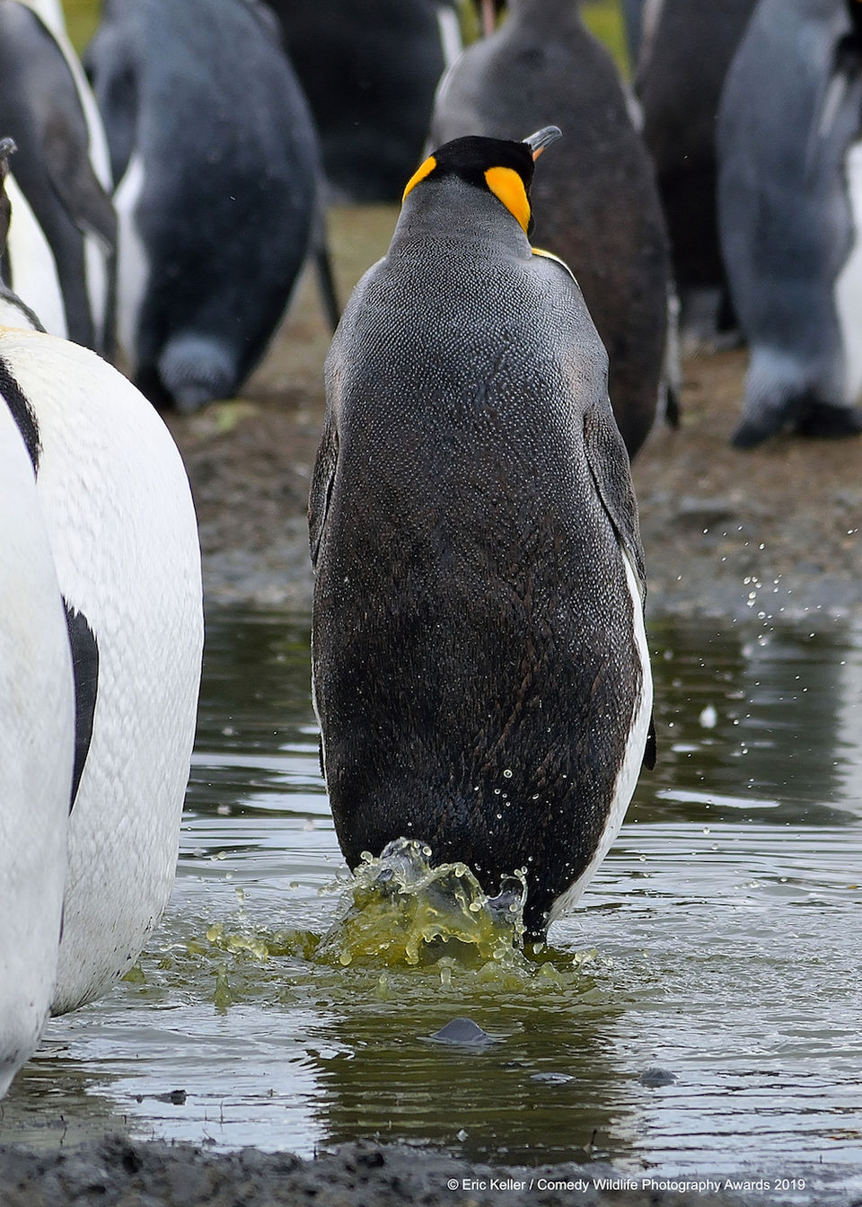 Photo of We Can't Stop ROFLing At These Pictures From The Comedy Wildlife Photography Awards 9/10 by Namita Mittal