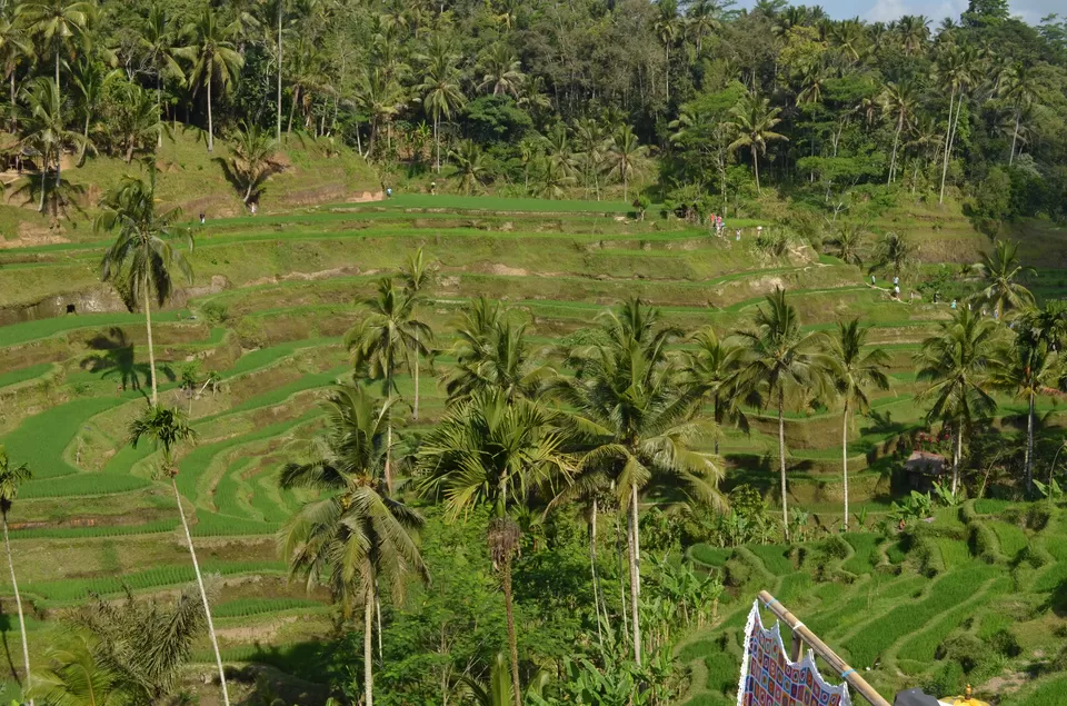 Photo of Tegallalang, Bali, Indonesia by Harsh Sharma