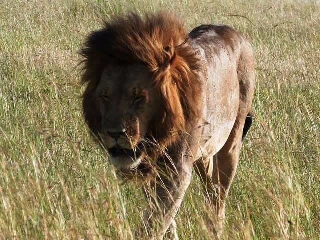 Photo of masaai mara/nakuruku safari by clevers