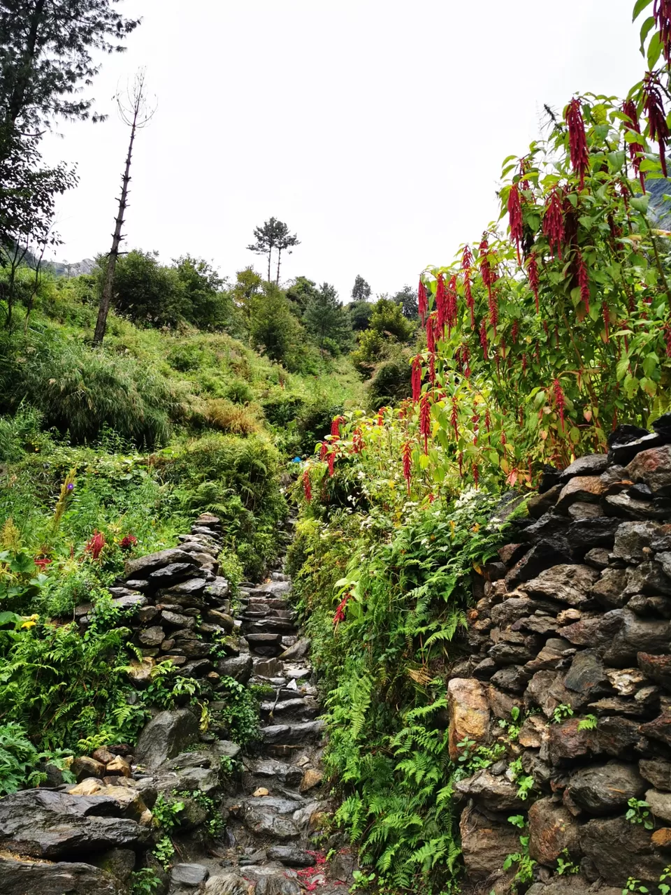 Photo of Rasol, Himachal Pradesh, India by Ajay Chavan