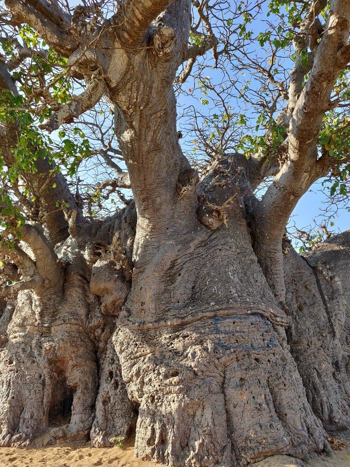 Photo of Baobab Tree Pallimunai, Pallimunai Road, Mannar, Sri Lanka by Chandrasekar RC