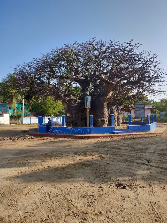 Photo of Baobab Tree Pallimunai, Pallimunai Road, Mannar, Sri Lanka by Chandrasekar RC