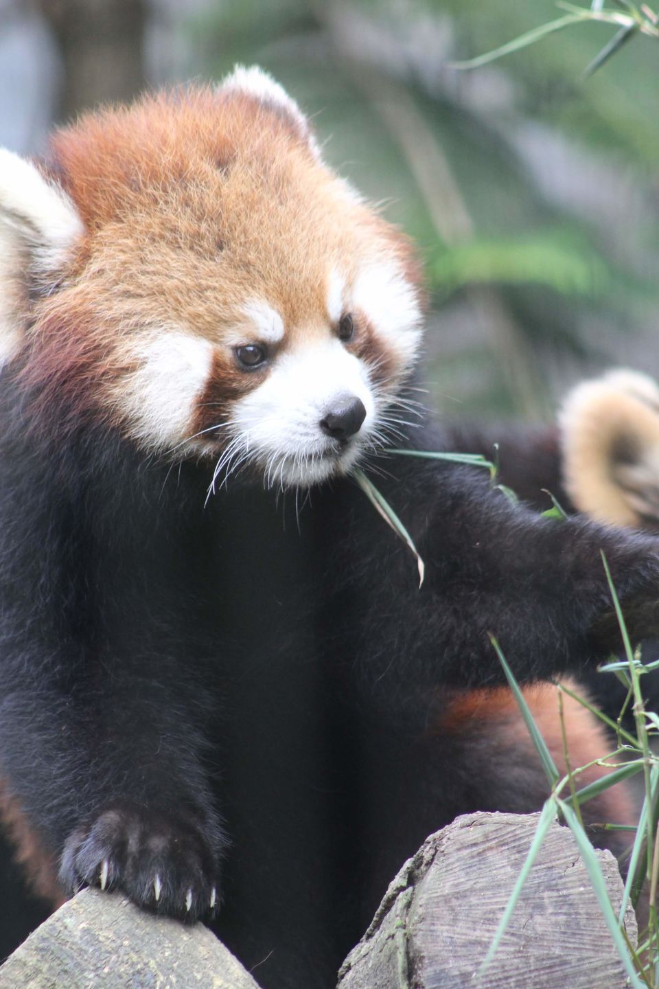Photo of Taipei Zoo Station, Wenshan District, Taipei City, Taiwan by Nandini Priya Bhaskar
