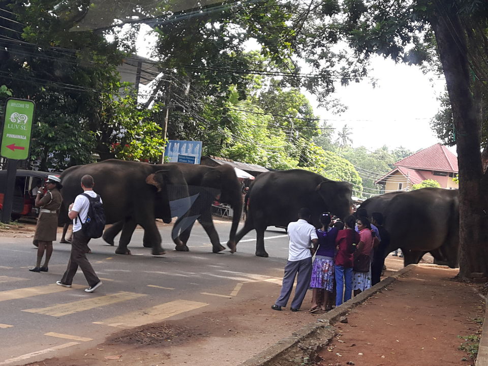 Photo of Dambulla, Sri Lanka by Nandini Priya Bhaskar
