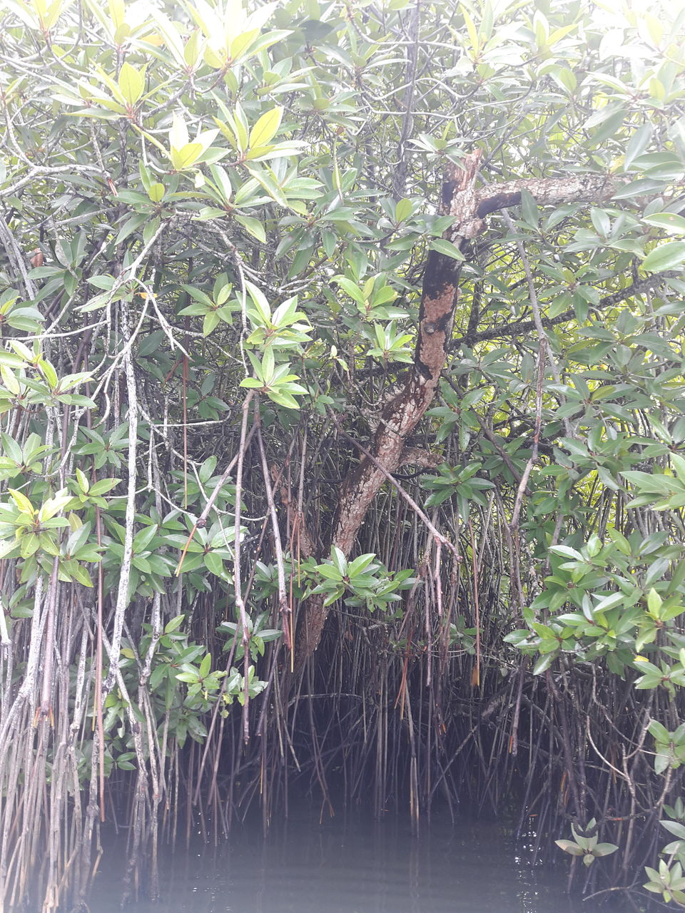 Photo of Bentota, Sri Lanka by Nandini Priya Bhaskar