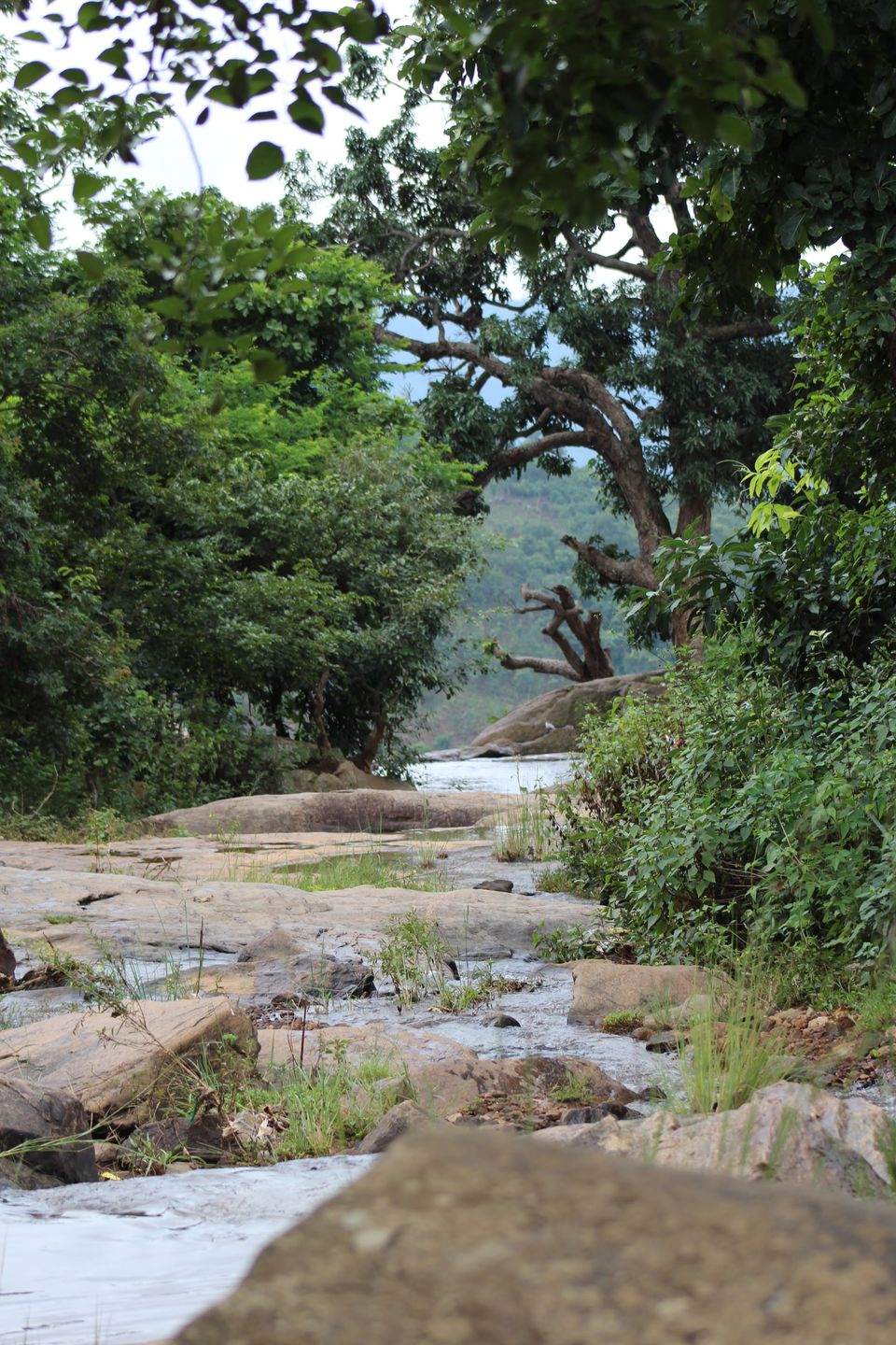 Photo of One of India's hidden secret - Bamboo Chicken at Araku Valley by Nandini Priya Bhaskar