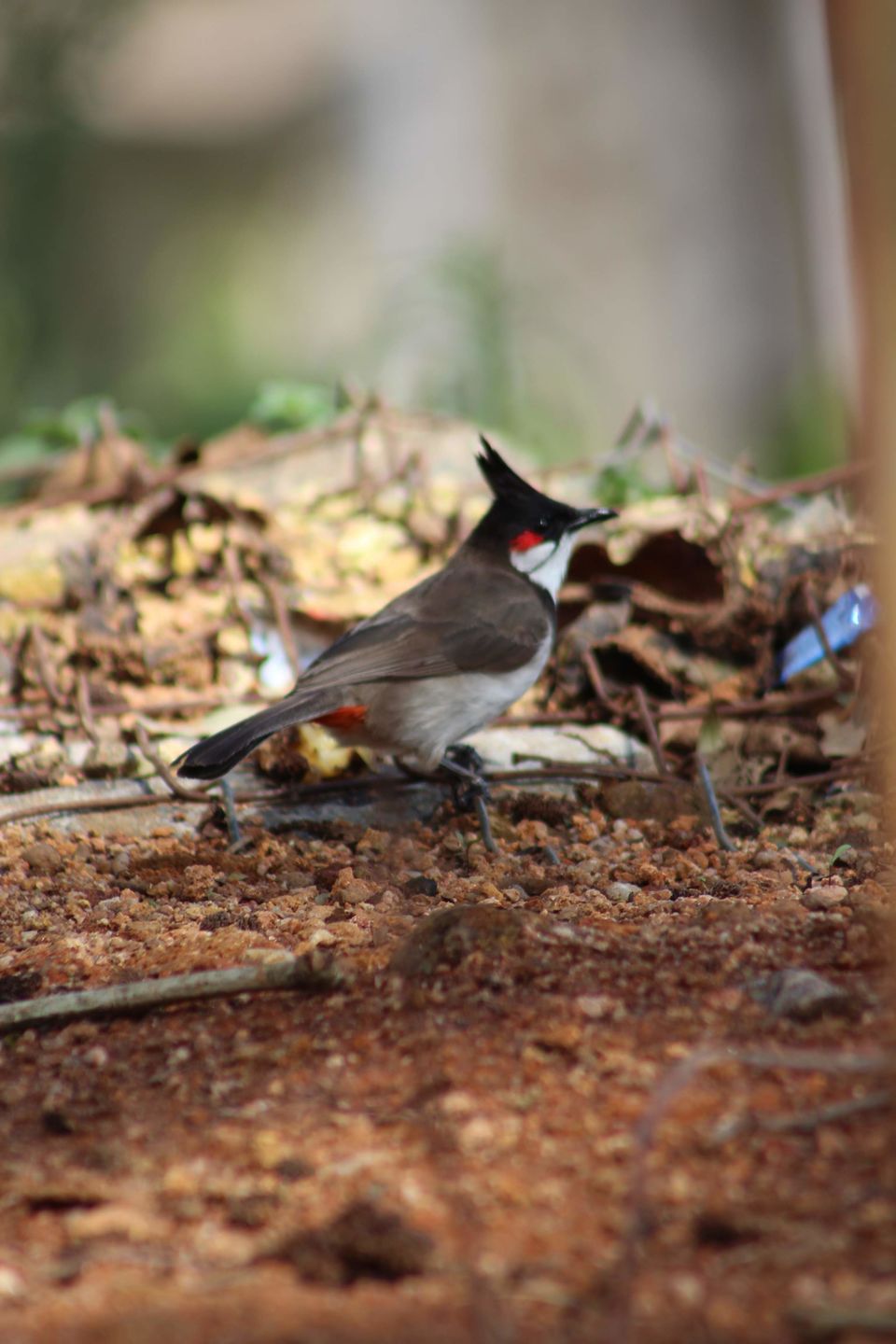 Photo of Megamalai, Tamil Nadu, India by Nandini Priya Bhaskar