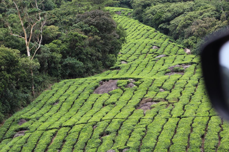 Photo of Megamalai, Tamil Nadu, India by Nandini Priya Bhaskar