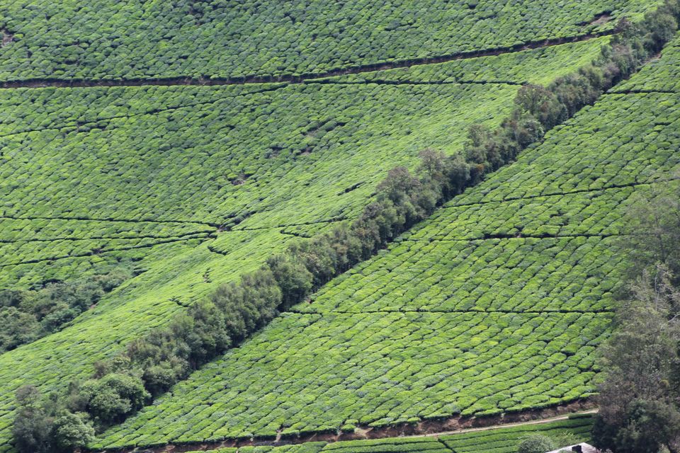 Photo of Megamalai, Tamil Nadu, India by Nandini Priya Bhaskar