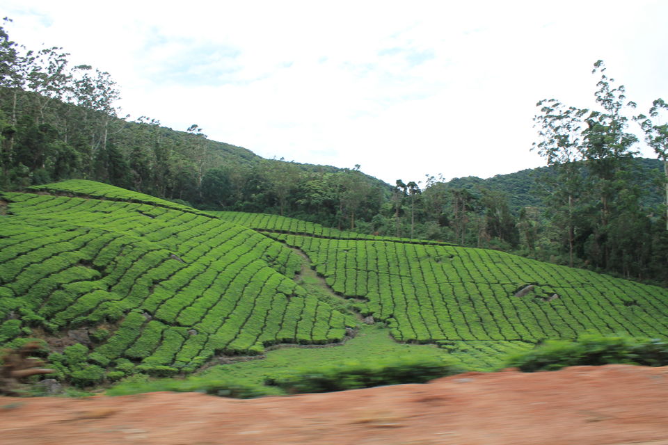 Photo of Megamalai, Tamil Nadu, India by Nandini Priya Bhaskar