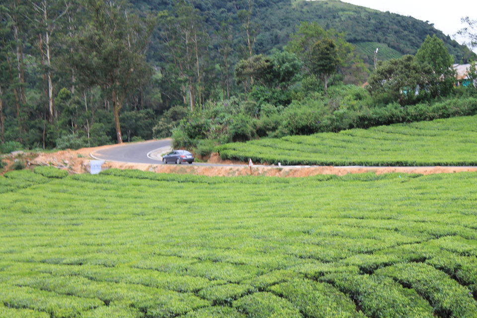 Photo of Megamalai, Tamil Nadu, India by Nandini Priya Bhaskar