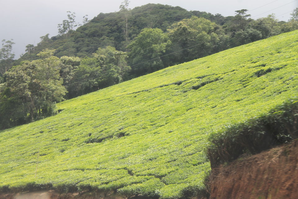 Photo of Megamalai, Tamil Nadu, India by Nandini Priya Bhaskar