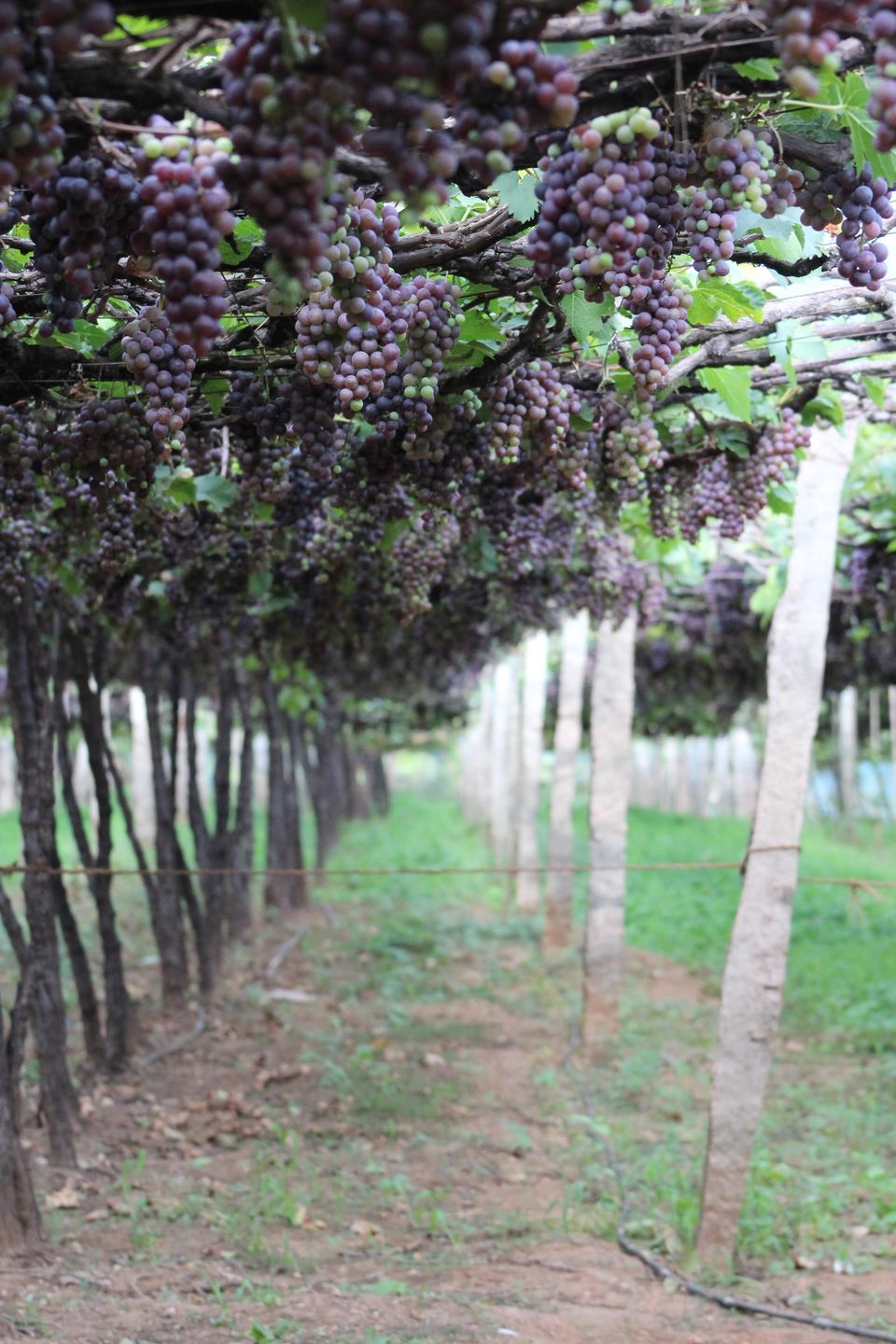 Photo of A road trip to Meghamalai by Nandini Priya Bhaskar