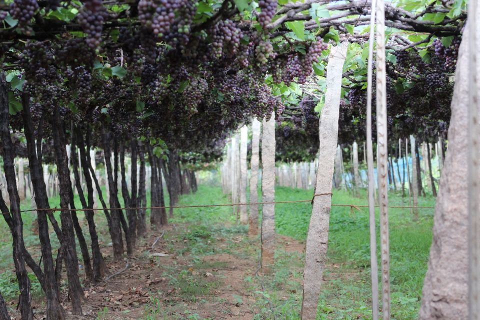 Photo of A road trip to Meghamalai by Nandini Priya Bhaskar