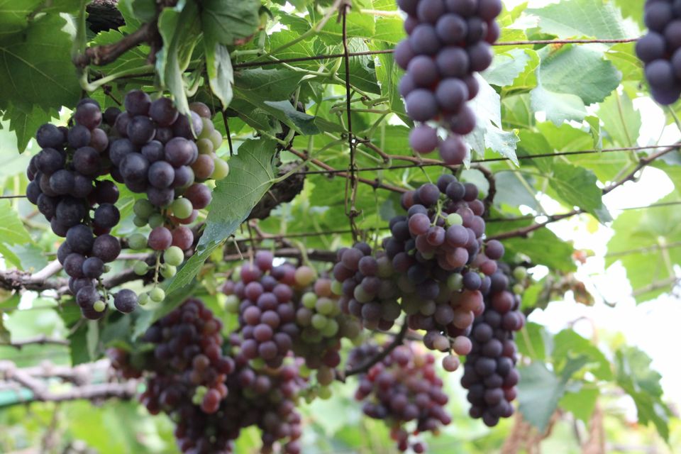 Photo of A road trip to Meghamalai by Nandini Priya Bhaskar