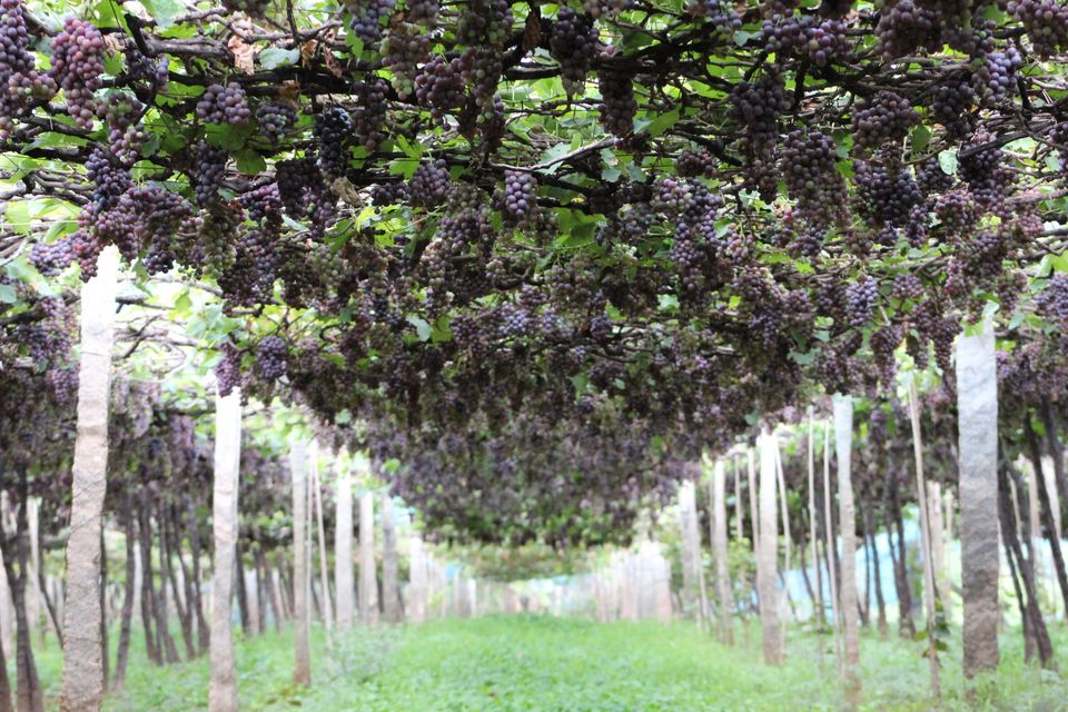 Photo of A road trip to Meghamalai by Nandini Priya Bhaskar
