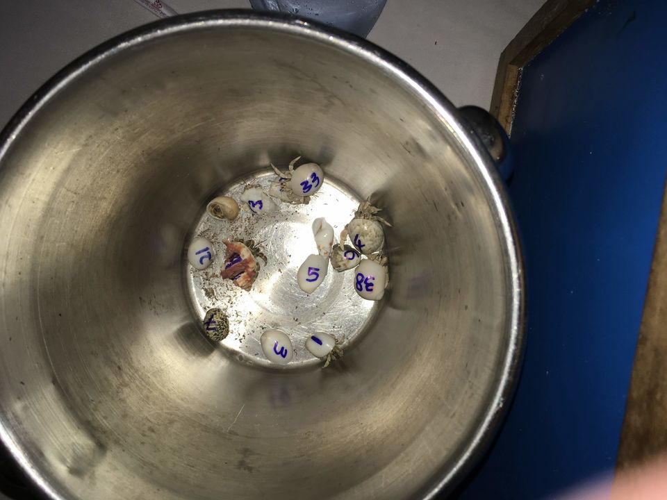 Photo of Maldives by Nandini Priya Bhaskar