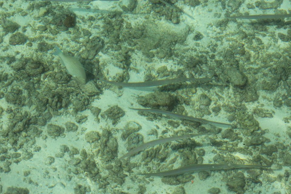 Photo of Maldives by Nandini Priya Bhaskar