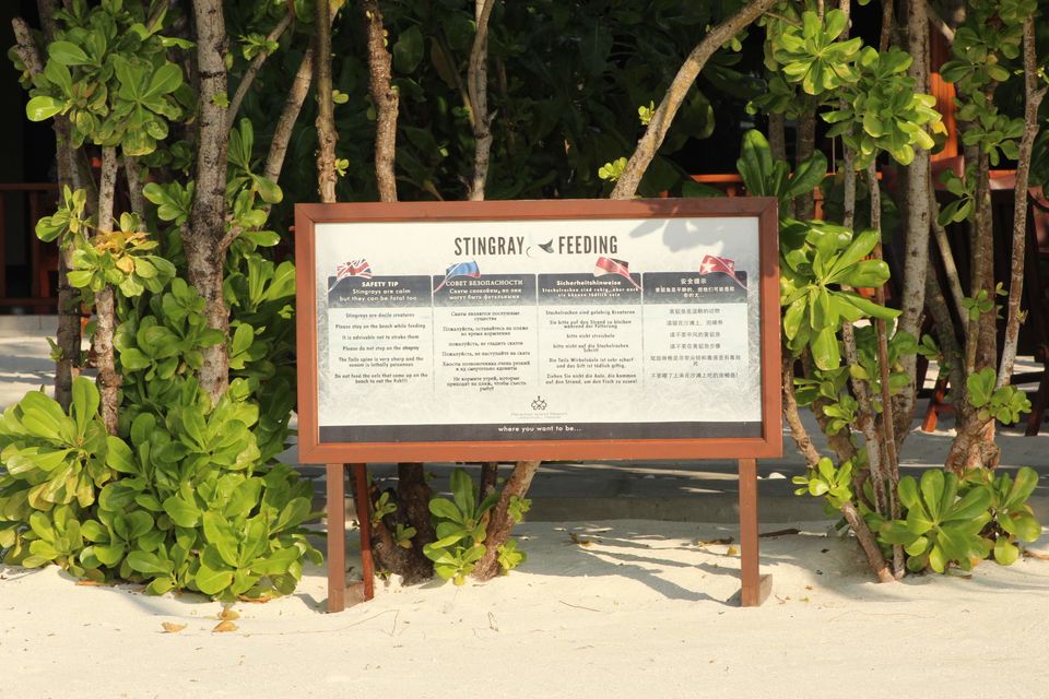 Photo of Maldives by Nandini Priya Bhaskar