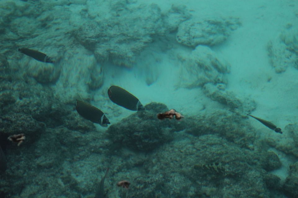 Photo of Maldives by Nandini Priya Bhaskar