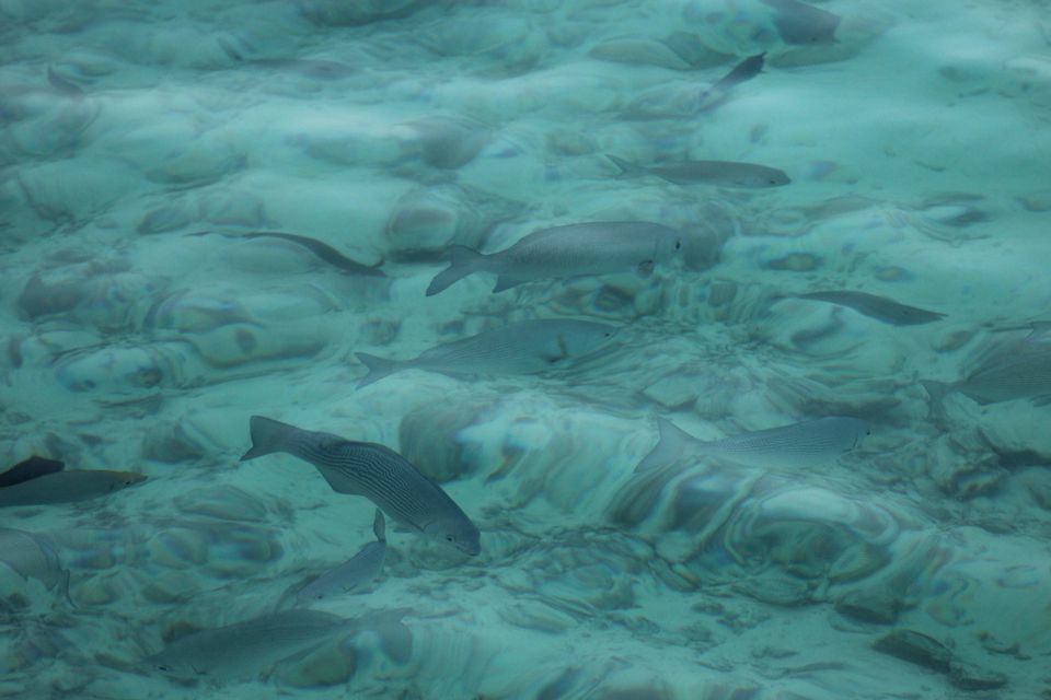 Photo of Maldives by Nandini Priya Bhaskar