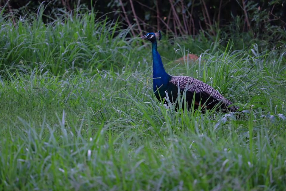 Photo of Mysore Zoo, Indira Nagar, Ittige Gudu, Mysuru, Karnataka by Vijay Yadav