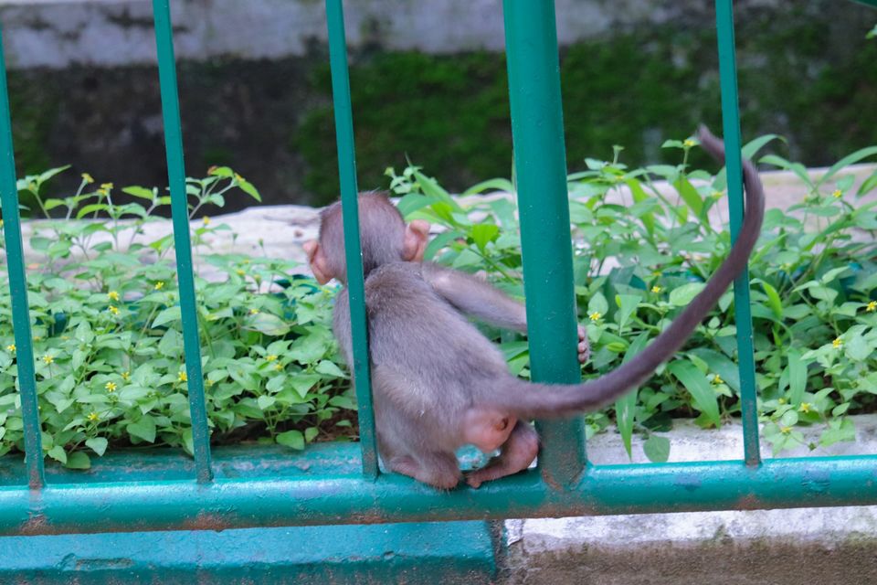 Photo of Mysore Zoo, Indira Nagar, Ittige Gudu, Mysuru, Karnataka by Vijay Yadav
