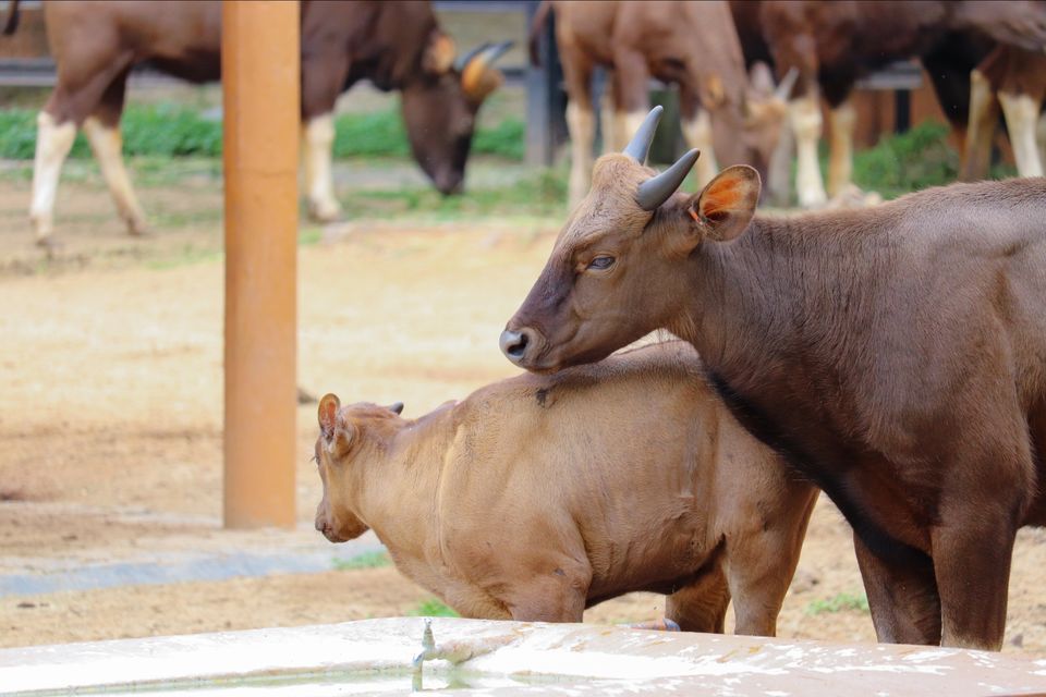 Photo of Mysore Zoo, Indira Nagar, Ittige Gudu, Mysuru, Karnataka by Vijay Yadav