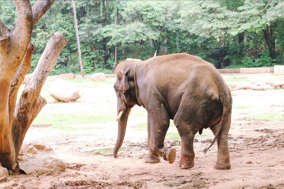 Photo of Mysore Zoo, Indira Nagar, Ittige Gudu, Mysuru, Karnataka by Vijay Yadav