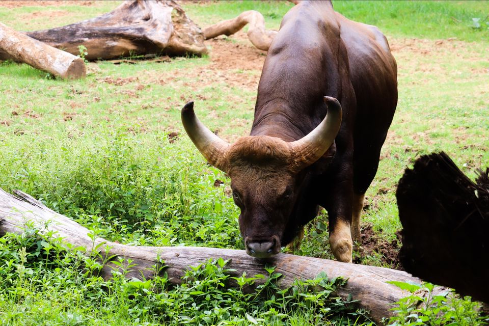 Photo of Mysore Zoo, Indira Nagar, Ittige Gudu, Mysuru, Karnataka by Vijay Yadav